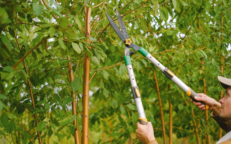 Tree trimming in Watsonville, CA